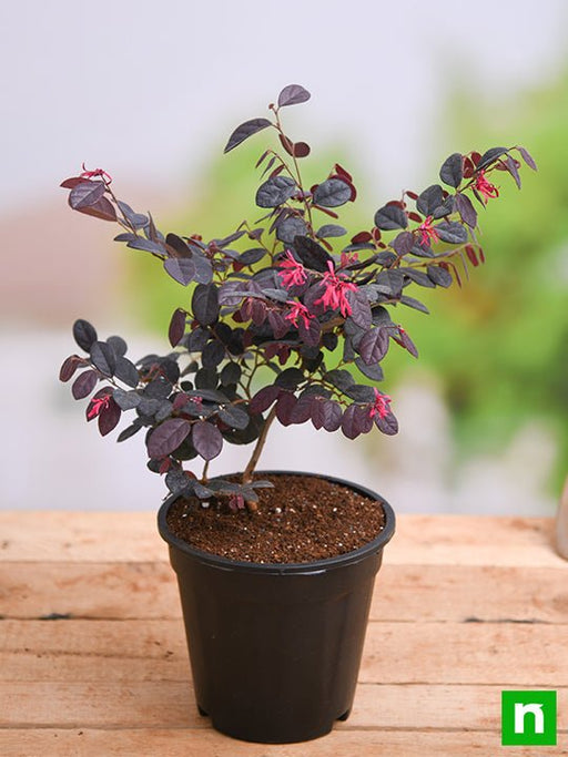 loropetalum - plant