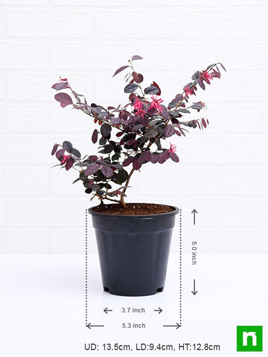 loropetalum - plant