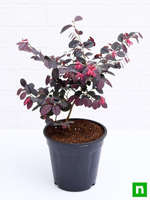 loropetalum - plant