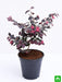 loropetalum - plant