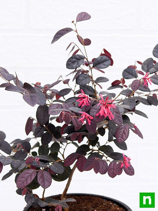 loropetalum - plant