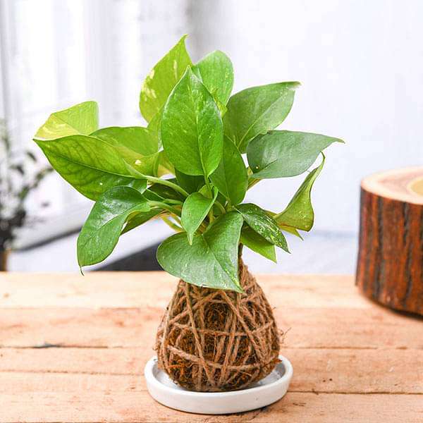 low maintenance money plant kokedama with ceramic plate 