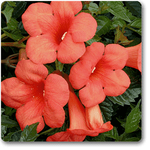 madame galen trumpet vine - plant