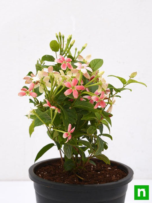 madhumalti dwarf - plant