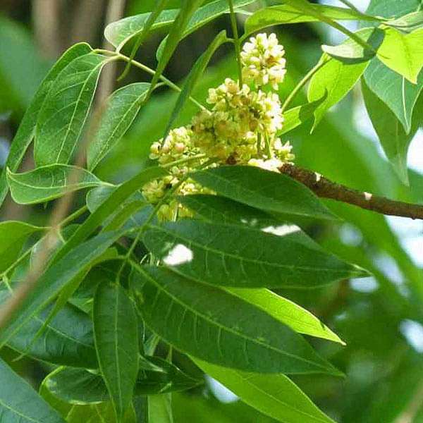 mahogany plant - plant