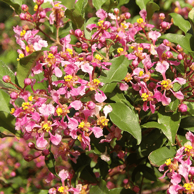 malpighia glabra - plant