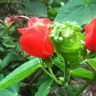 malvaviscus arboreus nana - plant