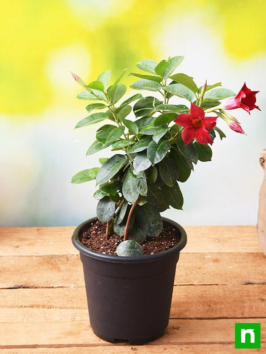 mandevilla (maroon) - plant