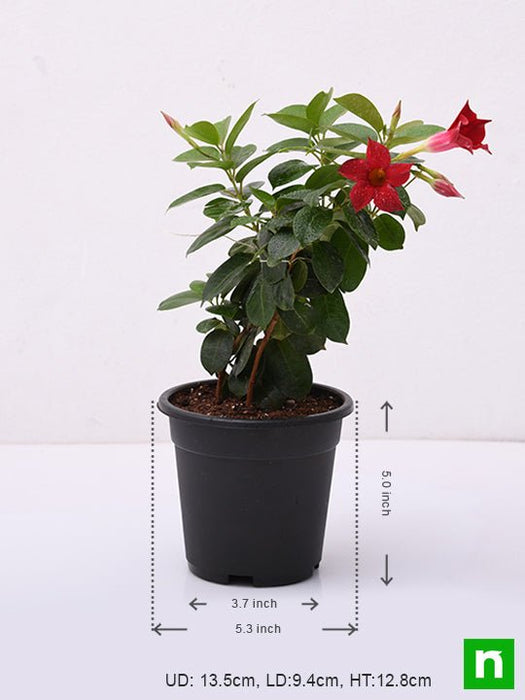 mandevilla (maroon) - plant