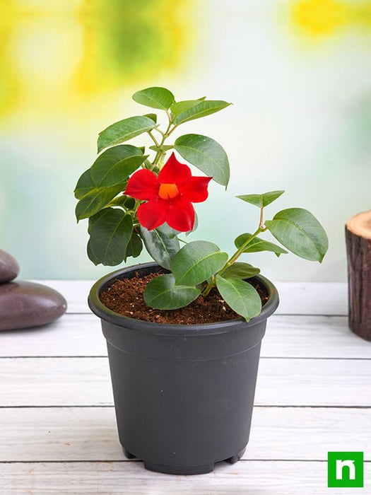 mandevilla (red) - plant