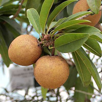 manilkara hexandra variegata - plant