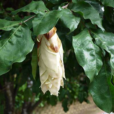 maniltoa browneoides - plant