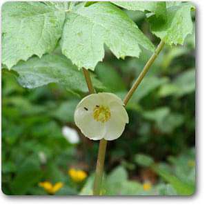 mayapple - plant