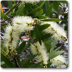 melaleuca quinquenervia - plant