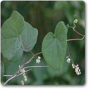 menispermum canadense - plant