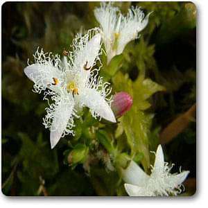 menyanthes trifoliata - plant