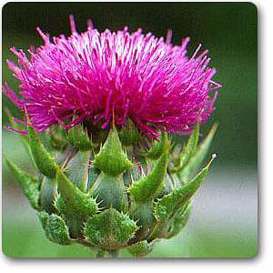 milk thistle - plant