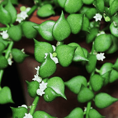 million hearts plant - plant