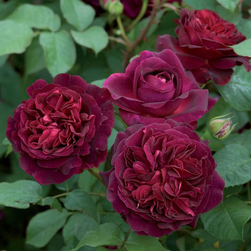 miniature rose - plant