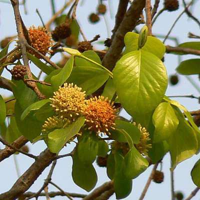 mitragyna parvifolia - plant