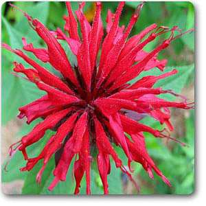 monarda - plant