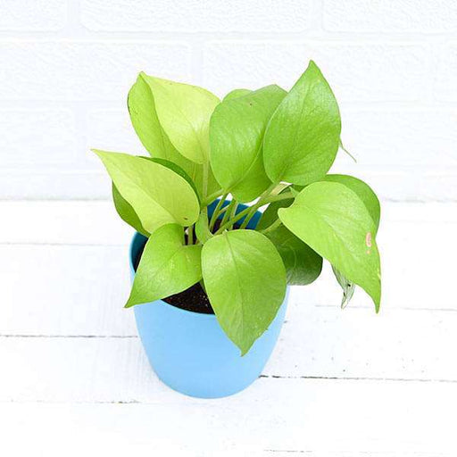 money plant - plant