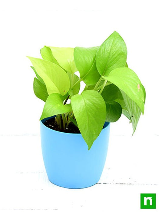 money plant golden - plant