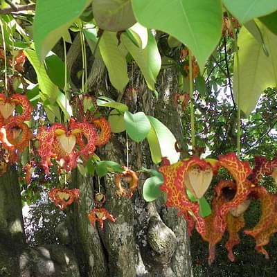 monodora myristica - plant