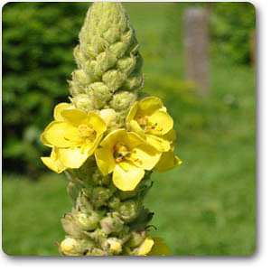 mullein - plant