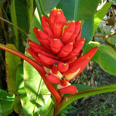 musa coccinea - plant