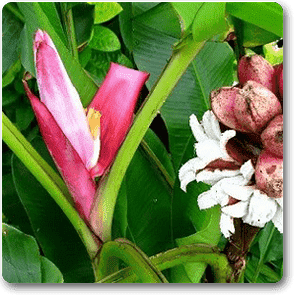 musa velutina - plant