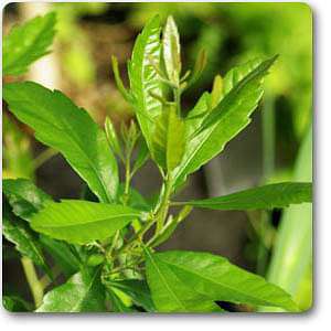 myrica cerifera - plant