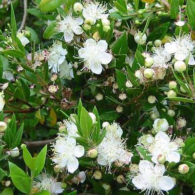 myristica beddomei - plant