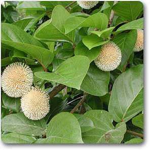 nauclea latifolia - plant