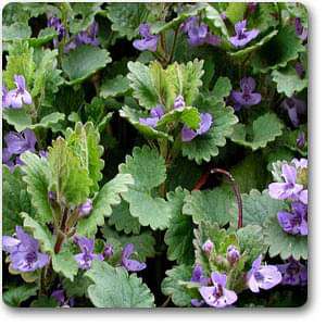 nepeta hederacea - plant