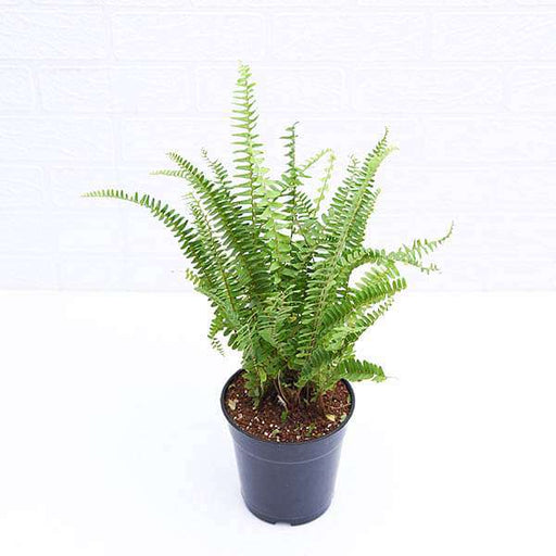 nephrolepis exaltata teddy junior (green) - plant