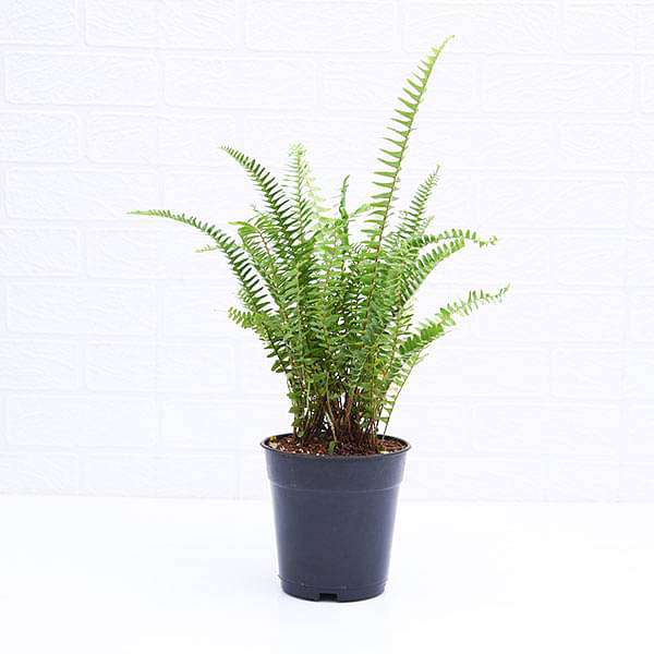 nephrolepis exaltata teddy junior (green) - plant