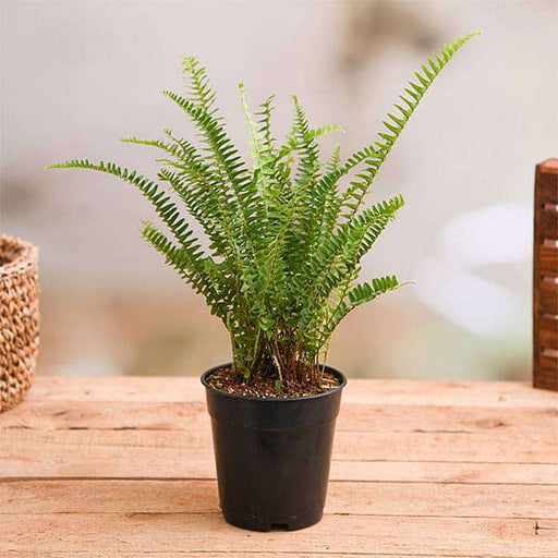 nephrolepis exaltata teddy junior (green) - plant