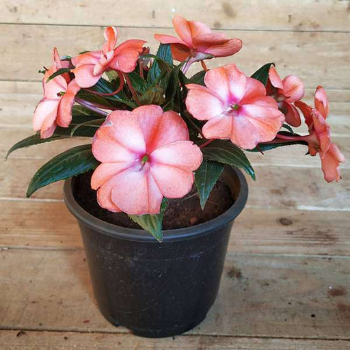 new guinea impatiens - plant