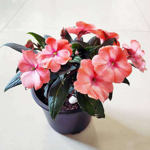 new guinea impatiens - plant