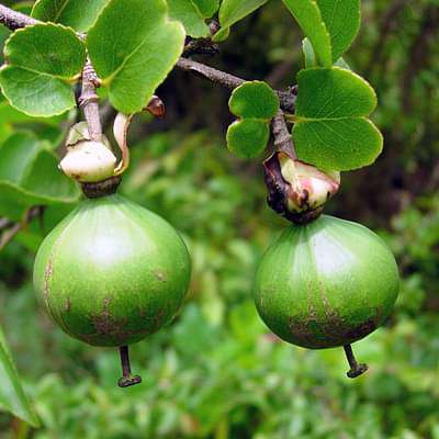 oncoba spinosa - plant