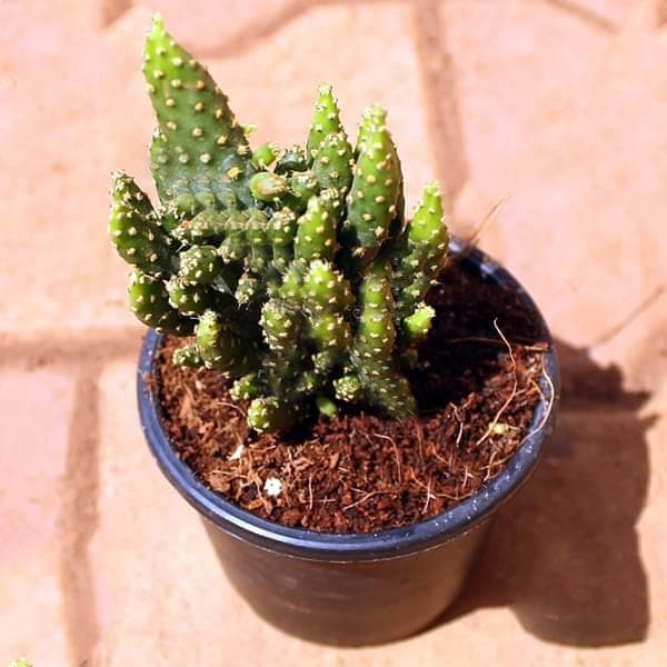 opuntia tuna monstrosa - plant