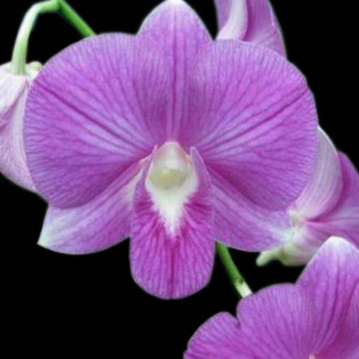 orchid plant - plant