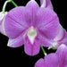 orchid plant - plant