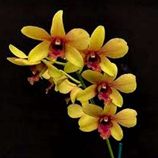 orchid plant - plant