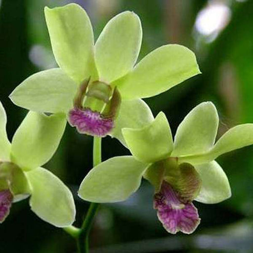 orchid plant - plant