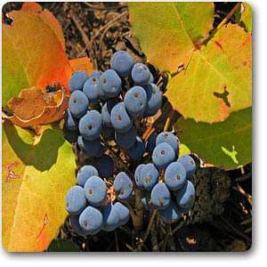 oregon hollygrape - plant