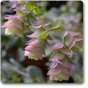 origanum dictamnus - plant