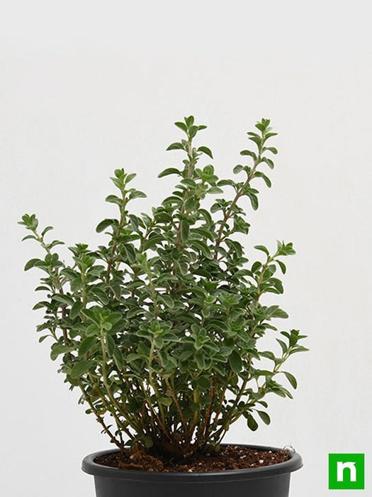 origanum majorana - plant