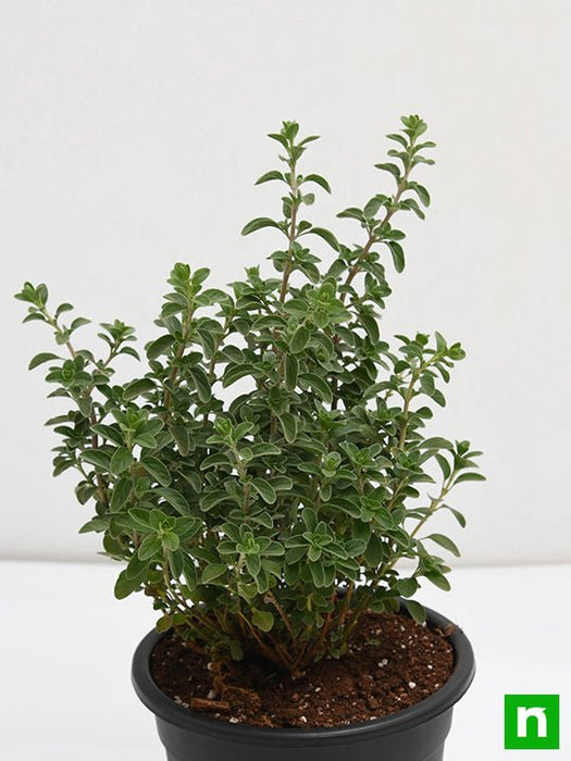 origanum majorana - plant